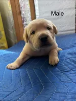 Ruger, a male Labrador Retriever for sale in Fresno, CA – 7 of 8
