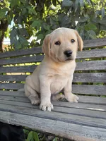 Ruger, a male Labrador Retriever for sale in Fresno, CA – 2 of 8