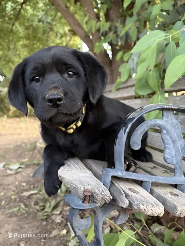 Kimber – Labrador Retriever puppy for sale in Fresno, CA