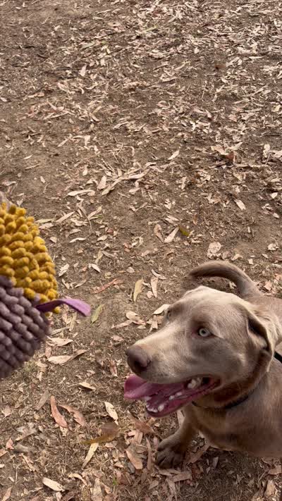 Gino, a male Labrador Retriever for sale in Fresno, CA – 9 of 9
