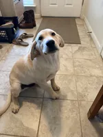 Ruger, a male Labrador Retriever for sale in Fresno, CA – 1 of 9