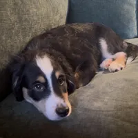 Blaze, a male Miniature Bernedoodle for sale in Salem, AR – Photo 5 of 7