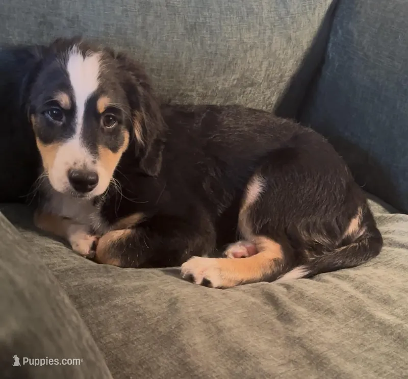 Blaze – Miniature Bernedoodle puppy for sale in Salem, AR