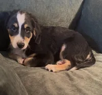 Blaze, a male Miniature Bernedoodle for sale in Salem, AR – Photo 1 of 7