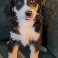 Blaze, a male Miniature Bernedoodle for sale in Salem, AR – Photo 9 of 10