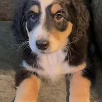 Blaze, a male Miniature Bernedoodle for sale in Salem, AR – Photo 8 of 10