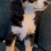 Blaze, a male Miniature Bernedoodle for sale in Salem, AR – Photo 2 of 10