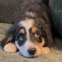 Blaze, a male Miniature Bernedoodle for sale in Salem, AR – Photo 5 of 10