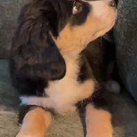 Blaze, a male Miniature Bernedoodle for sale in Salem, AR – Photo 6 of 10