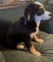 Blaze, a male Miniature Bernedoodle for sale in Salem, AR – Photo 7 of 7