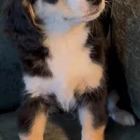 Blaze, a male Miniature Bernedoodle for sale in Salem, AR – Photo 1 of 10