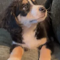 Blaze, a male Miniature Bernedoodle for sale in Salem, AR – Photo 4 of 10