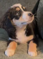 processed/914aad02-8808-4afd-845b-db048460db16/listing/2f653a0b-ccdb-46df-b365-7f924e263765/c4d789ab-b67a-4aa6-afa9-0219b28939ee