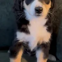 Blaze, a male Miniature Bernedoodle for sale in Salem, AR – Photo 10 of 10