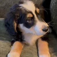 Blaze, a male Miniature Bernedoodle for sale in Salem, AR – Photo 7 of 10