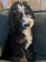 Whisper, a male Miniature Bernedoodle for sale in Salem, AR – Photo 1 of 7