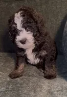 Whisper, a male Miniature Bernedoodle for sale in Salem, AR – Photo 3 of 7