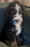 Whisper, a male Miniature Bernedoodle for sale in Salem, AR – Photo 4 of 7