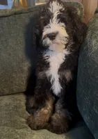 Whisper, a male Miniature Bernedoodle for sale in Salem, AR – Photo 5 of 7