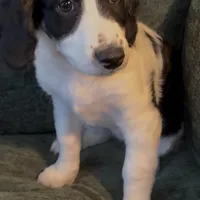 River, a female Miniature Bernedoodle for sale in Salem, AR – Photo 2 of 8