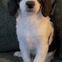 River, a female Miniature Bernedoodle for sale in Salem, AR – Photo 6 of 8