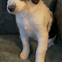 River, a female Miniature Bernedoodle for sale in Salem, AR – Photo 5 of 8