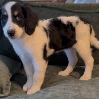River, a female Miniature Bernedoodle for sale in Salem, AR – Photo 4 of 8