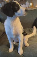 River, a female Miniature Bernedoodle for sale in Salem, AR – Photo 6 of 6