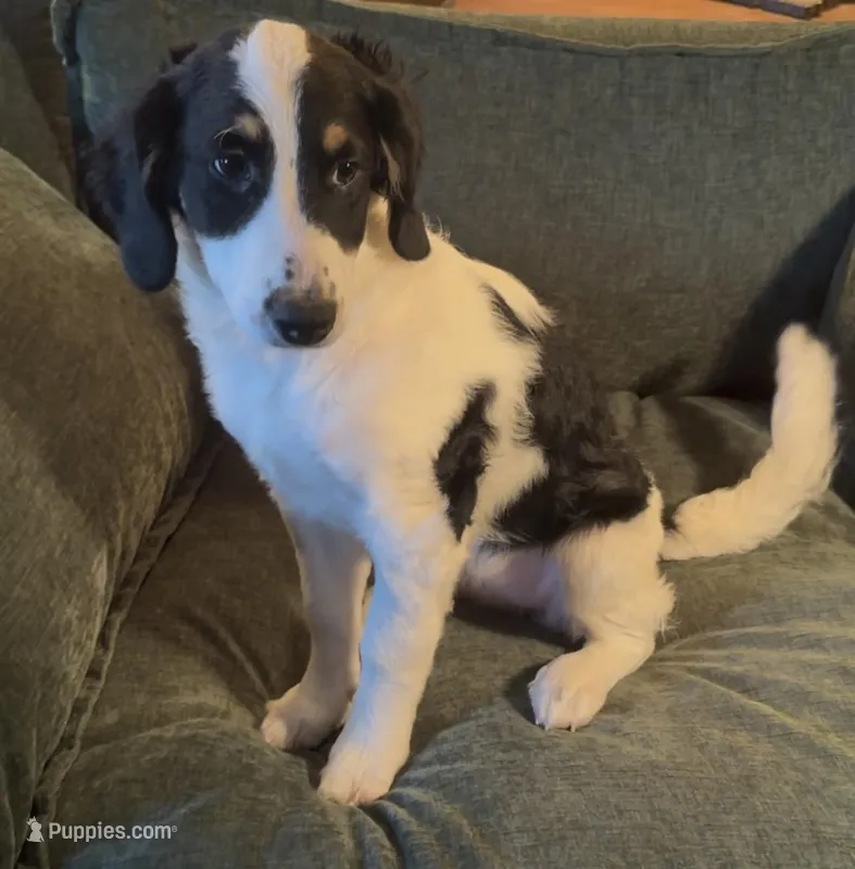 River, a female Miniature Bernedoodle for sale in Salem, AR – Photo 1 of 6