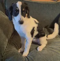 River, a female Miniature Bernedoodle for sale in Salem, AR – Photo 1 of 6
