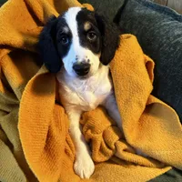 River, a female Miniature Bernedoodle for sale in Salem, AR – Photo 8 of 8