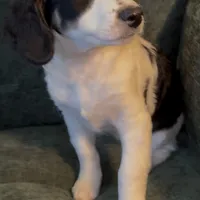 River, a female Miniature Bernedoodle for sale in Salem, AR – Photo 1 of 8