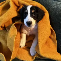 River, a female Miniature Bernedoodle for sale in Salem, AR – Photo 7 of 8