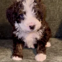 Charlie, a male Miniature Bernedoodle for sale in Salem, AR – Photo 4 of 4