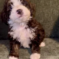 Charlie, a male Miniature Bernedoodle for sale in Salem, AR – Photo 1 of 4