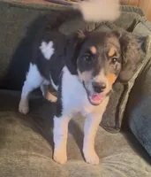 Gemini, a female Miniature Bernedoodle for sale in Salem, AR – Photo 4 of 5