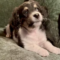 Gemini, a female Miniature Bernedoodle for sale in Salem, AR – Photo 2 of 5