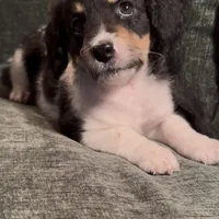 Gemini, a female Miniature Bernedoodle for sale in Salem, AR – Photo 1 of 5