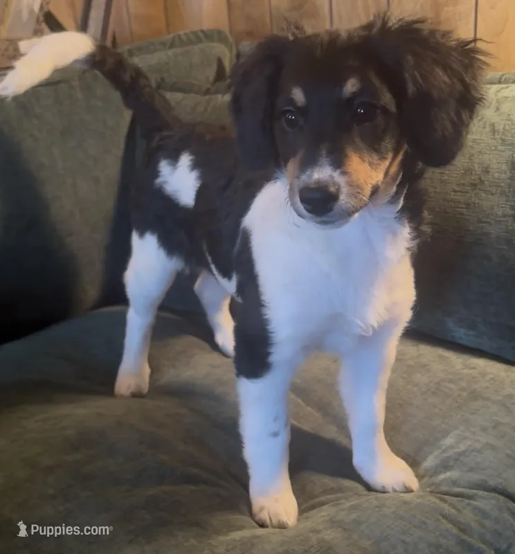 Gemini – Miniature Bernedoodle puppy for sale in Salem, AR