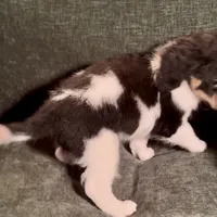 Gemini, a female Miniature Bernedoodle for sale in Salem, AR – Photo 3 of 5