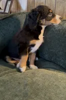 processed/914aad02-8808-4afd-845b-db048460db16/listing/e576eb08-6e9a-4615-85d8-e7ab605fec87/0b7ecdca-9cd4-4242-9696-497e8de096c3