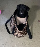 Choco, a female English Bulldog and Labrador Retriever for sale in Bronx, NY – Photo 1 of 5