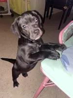 Choco, a female English Bulldog and Labrador Retriever for sale in Bronx, NY – Photo 2 of 5