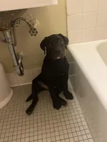 Choco, a female English Bulldog and Labrador Retriever for sale in Bronx, NY – Photo 4 of 5