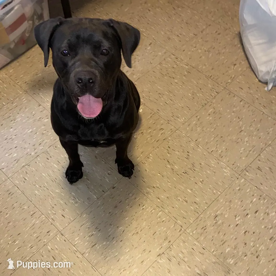 Choco, a female English Bulldog and Labrador Retriever for sale in Bronx, NY – Photo 5 of 5