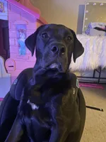 Choco, a female English Bulldog and Labrador Retriever for sale in Bronx, NY – Photo 3 of 5