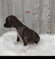 Olive, a female Boxer for sale in Apple Creek, OH – 3 of 6