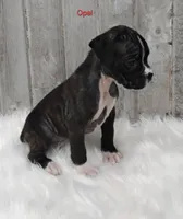 Opal, a female Boxer for sale in Apple Creek, OH – 3 of 6