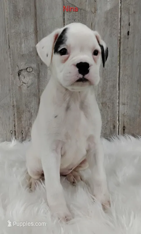 Nina – Boxer puppy for sale in Apple Creek, OH