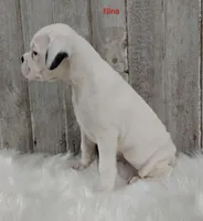 Nina, a female Boxer for sale in Apple Creek, OH – 3 of 5